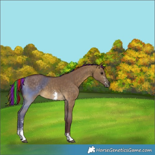 Horse Color:Painted Chocolate Buckskin Dun Sabino 