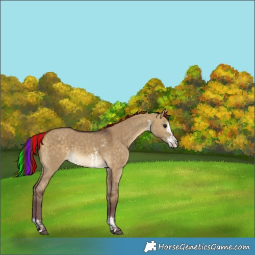 Horse Color:Painted Chocolate Buckskin Dun Sabino 