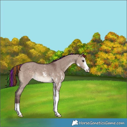 Horse Color:Painted Chocolate Bay Dun Sabino 