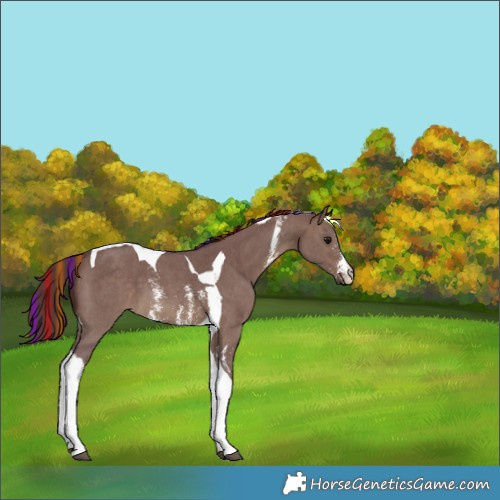Horse Color:Painted Chocolate Brown Dun Sabino Tobiano 