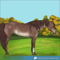 Horse Color:Chocolate Brown Dun Sabino 
