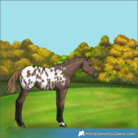 Horse Color:Liver Red Dun Appaloosa Brindle 