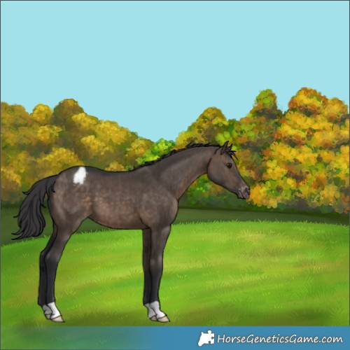 Horse Color:Brown Dun Appaloosa Brindle 