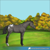 Horse Color:Grullo Varnish Brindle 