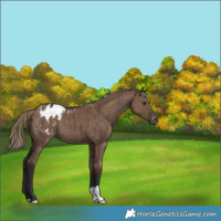 Horse Color:Liver Red Dun Appaloosa Brindle