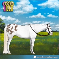 Horse Color:Liver Red Dun Appaloosa Brindle