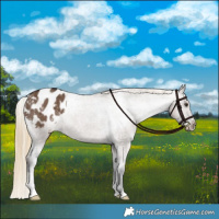 Horse Color:Liver Red Dun Appaloosa Brindle