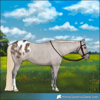 Horse Color:Liver Red Dun Appaloosa Brindle 