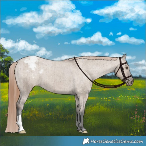 Horse Color:Liver Red Dun Appaloosa Brindle 