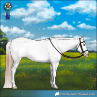 Horse Color:Liver Red Dun Appaloosa Brindle