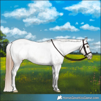 Horse Color:Liver Red Dun Appaloosa Brindle 