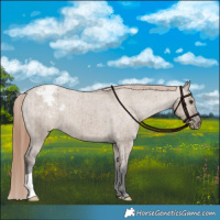 Horse Color:Liver Red Dun Appaloosa Brindle 