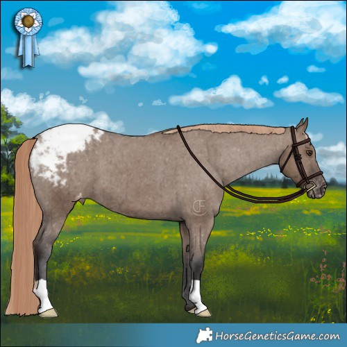 Horse Color:Liver Red Dun Appaloosa Brindle 