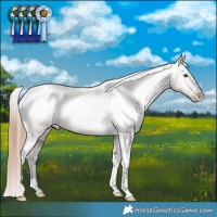 Horse Color:Liver Red Dun Appaloosa Brindle 