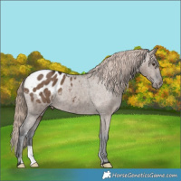 Horse Color:Liver Red Dun Appaloosa Brindle 