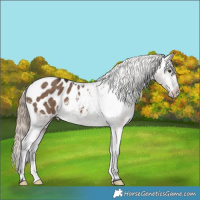 Horse Color:Liver Red Dun Appaloosa Brindle 