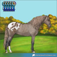 Horse Color:Liver Red Dun Varnish Brindle