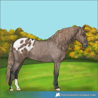 Horse Color:Liver Red Dun Appaloosa Brindle 
