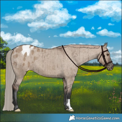 Horse Color:Liver Red Dun Appaloosa Brindle 