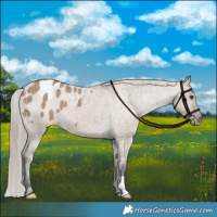 Horse Color:Liver Red Dun Appaloosa Brindle