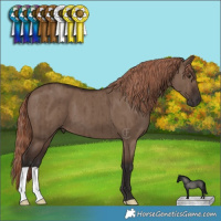Horse Color:Liver Red Dun Brindle