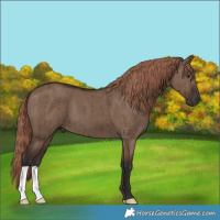 Horse Color:Liver Red Dun Brindle
