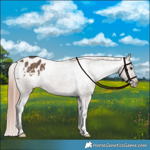 Horse Color:Liver Red Dun Appaloosa Brindle 