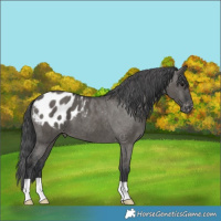 Horse Color:Grullo Appaloosa Brindle