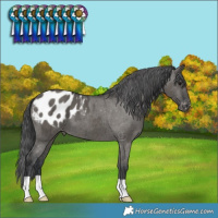Horse Color:Grullo Blanket Brindle 