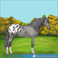 Horse Color:Grullo Appaloosa Brindle 