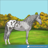 Horse Color:Grullo Appaloosa Brindle