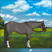 Horse Color:Grullo Brindle 
