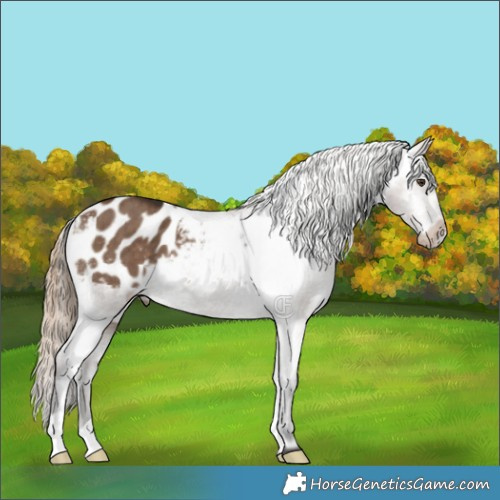 Horse Color:Liver Red Dun Appaloosa Brindle 
