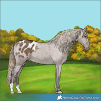Horse Color:Liver Red Dun Appaloosa Brindle 