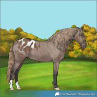 Horse Color:Liver Red Dun Appaloosa Brindle
