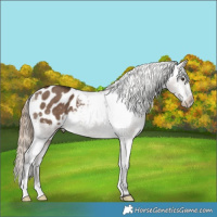 Horse Color:Liver Red Dun Appaloosa Brindle