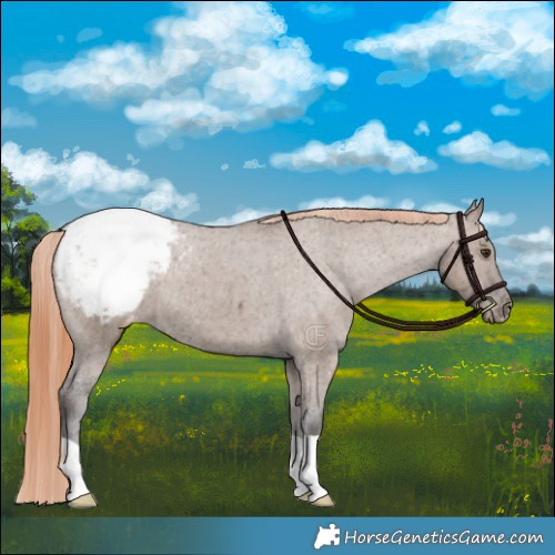 Horse Color:Liver Red Dun Appaloosa Brindle 