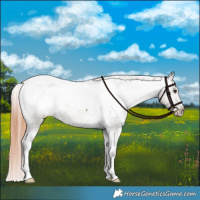 Horse Color:Liver Red Dun Appaloosa Brindle 