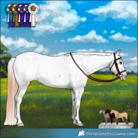 Horse Color:Liver Red Dun Appaloosa Brindle 