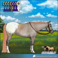 Horse Color:Liver Red Dun Varnish Brindle 