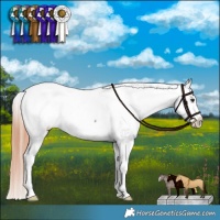 Horse Color:Liver Red Dun Appaloosa Brindle