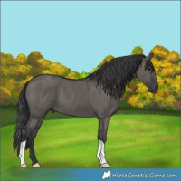Horse Color:Grullo Brindle