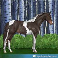 Horse Color:Liver Chestnut Tobiano Rabicano 