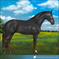 Horse Color:Gray Liver Chestnut 