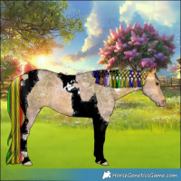 Horse Color:Painted Buckskin Ice Dun Tobiano 