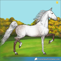 Horse Color:Gray Silver Black Pearl Tobiano 