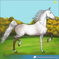 Horse Color:Gray Silver Black Pearl Tobiano 
