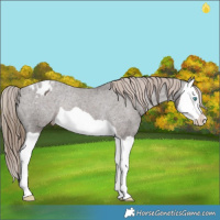 Horse Color:Liver Chestnut Splash Appaloosa Rabicano 