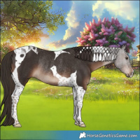 Horse Color:Liver Chestnut Tobiano Rabicano 