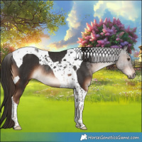 Horse Color:Liver Chestnut Tobiano Rabicano 